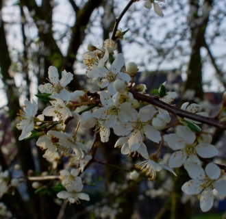 SONY DSC