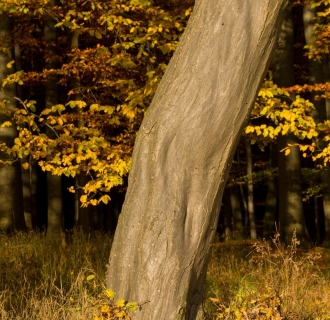 DSC00621.jpg
