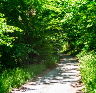 Waldweg