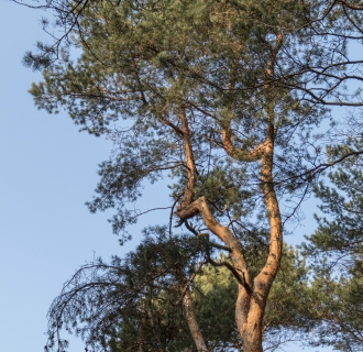 Baum in der Senne