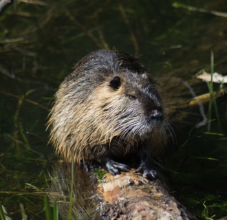 Nutria - Blomberg