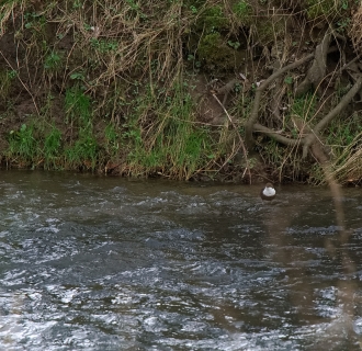 Wasseramsel